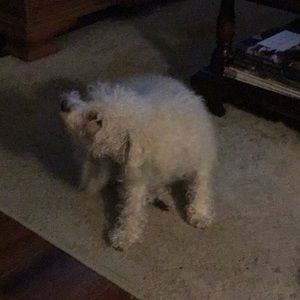 Meet your Posher, Wendy